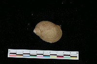 藏品(蘋果峨螺)的圖片